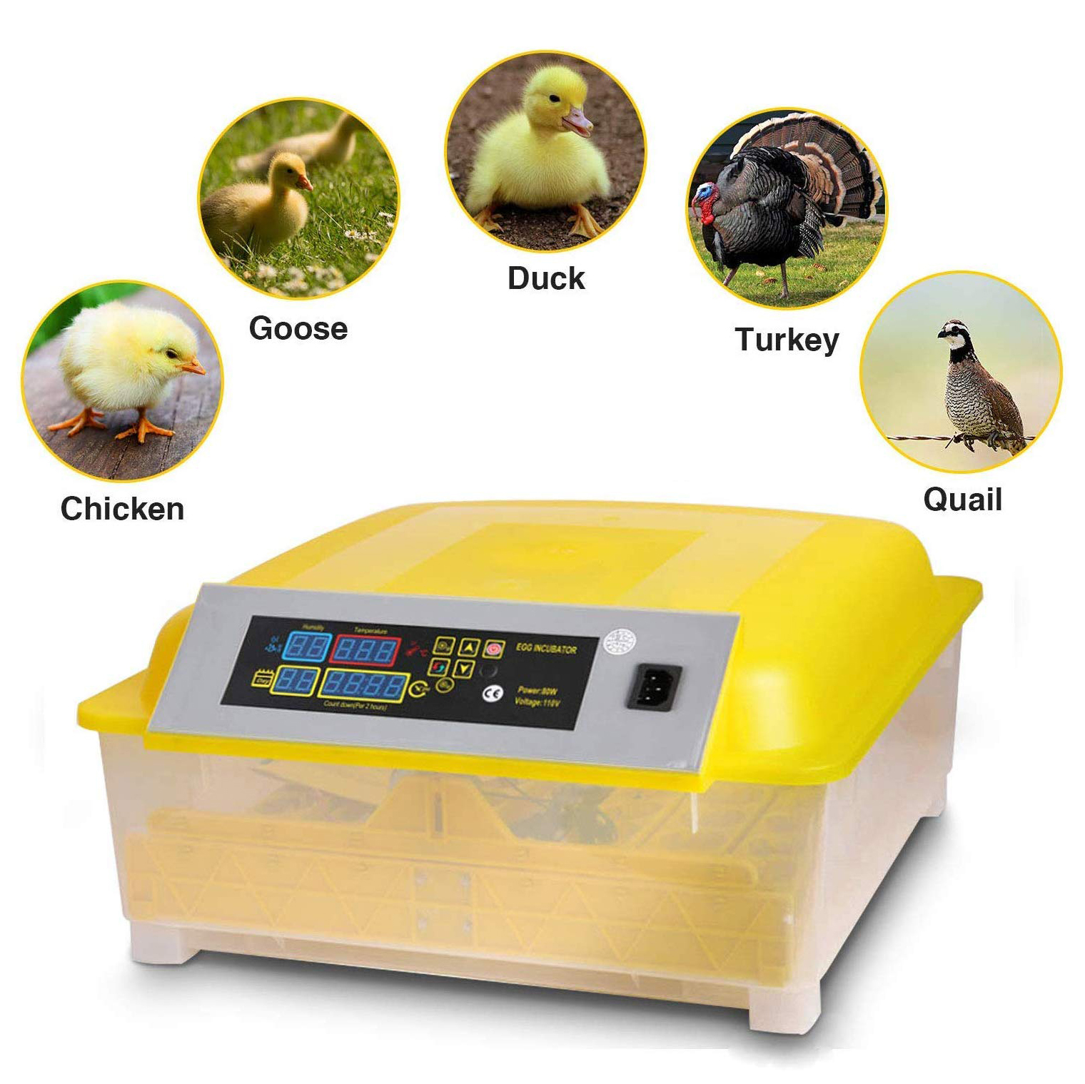humidity of incubator for chicken eggs